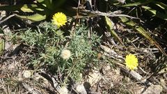 Xanthisma spinulosum scabrella