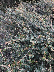 Pomaderris paniculosa paralia