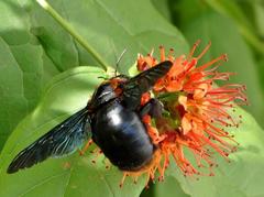 Combretum bracteosum