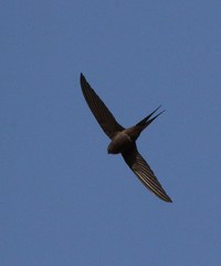Cypsiurus parvus myochrous