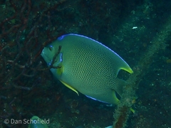 Holacanthus bermudensis