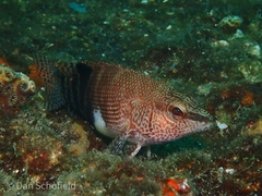 Serranus subligarius