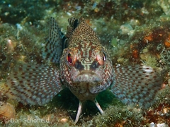 Serranus subligarius