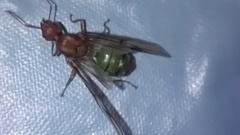 Oecophylla longinoda