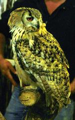 Bubo