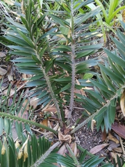 Encephalartos caffer