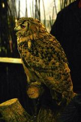 Bubo