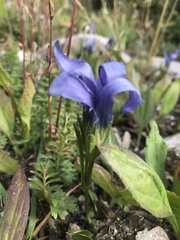 Gentianopsis barbellata