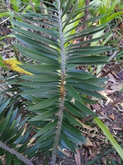 Encephalartos caffer