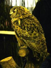 Bubo