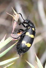 Hycleus quadriguttatus