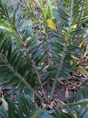 Encephalartos caffer