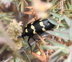 Hycleus quadriguttatus