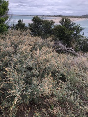 Pomaderris paniculosa paralia