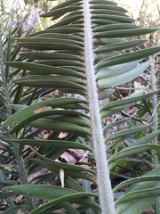 Encephalartos caffer