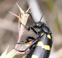 Hycleus quadriguttatus