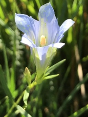 Gentiana pneumonanthe