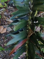 Encephalartos arenarius