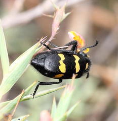 Hycleus quadriguttatus