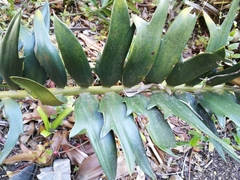 Encephalartos arenarius