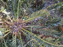Encephalartos arenarius