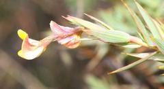 Aspalathus alpestris