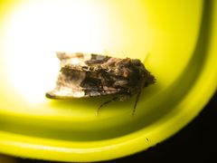 Euplexia