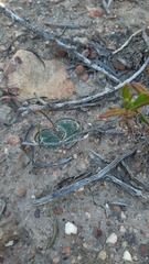 Bulbine mesembryanthemoides
