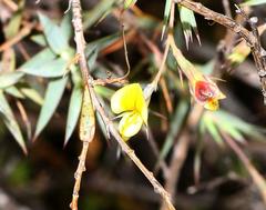 Aspalathus alpestris