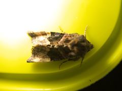 Euplexia