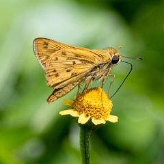 Hylephila phyleus phyleus