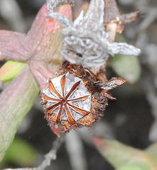 Smicrostigma viride
