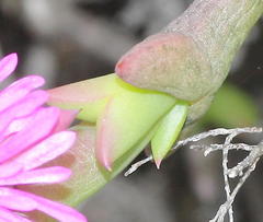 Smicrostigma viride
