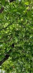 Quercus rubra