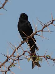 Dicrurus adsimilis apivorus