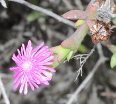 Smicrostigma viride