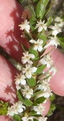 Struthiola hirsuta