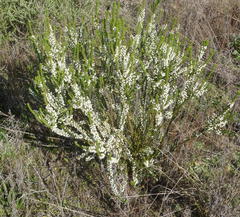 Struthiola hirsuta