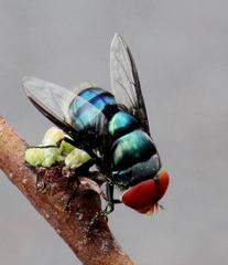 Chrysomya marginalis