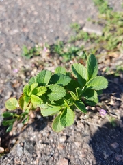 Rosa rugosa