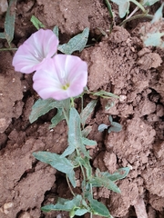 Convolvulus arvensis image