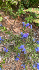 Echium vulgare