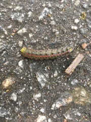 Anisota pellucida