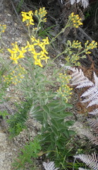 Senecio crenatus