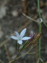 Dianthus illyricus image