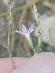 Dianthus illyricus image