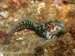 Parablennius marmoreus