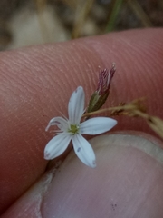 Dianthus illyricus image