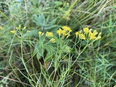 Euthamia gymnospermoides