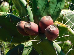 Opuntia elata